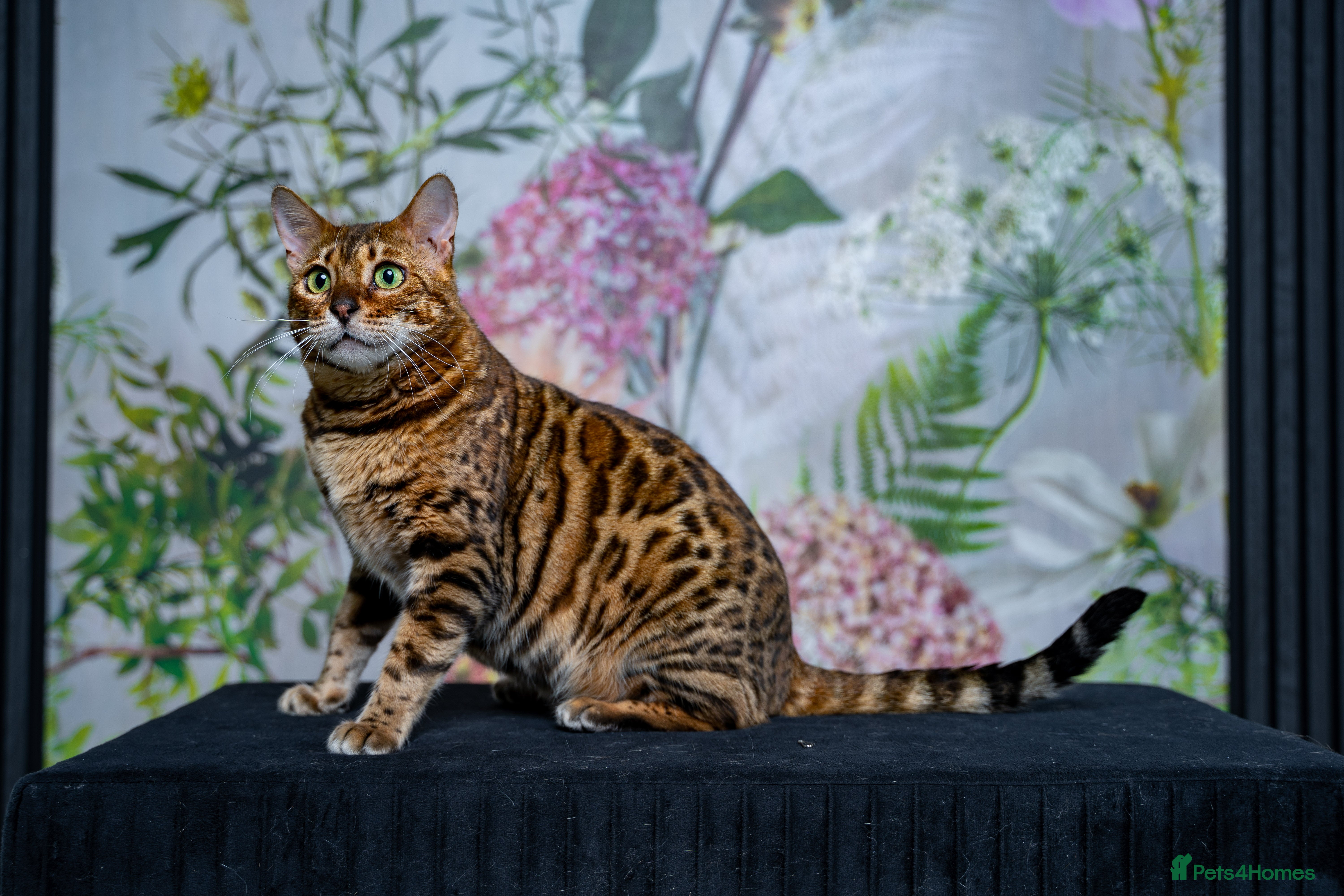 Bengal cats Stunning Bengal - Sophie. Forever family only. - Advert 2