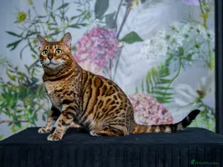 Bengal cats Stunning Bengal - Sophie. Forever family only. - Advert 2