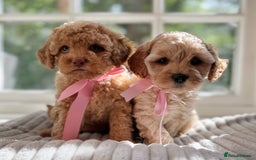 Cavapoo dogs for sale: F1b health tested cavapoo - Image 1