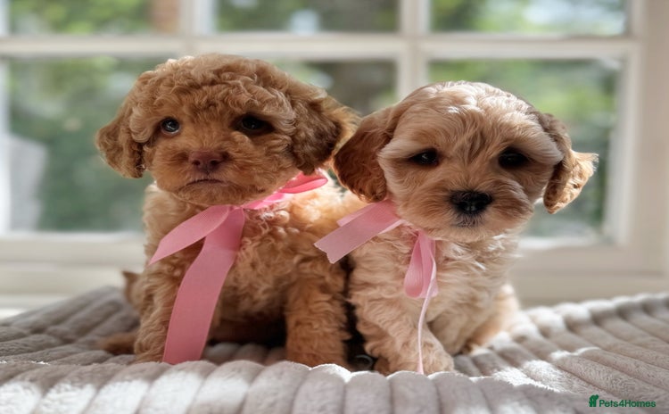 Cavapoo dogs - Advert 3