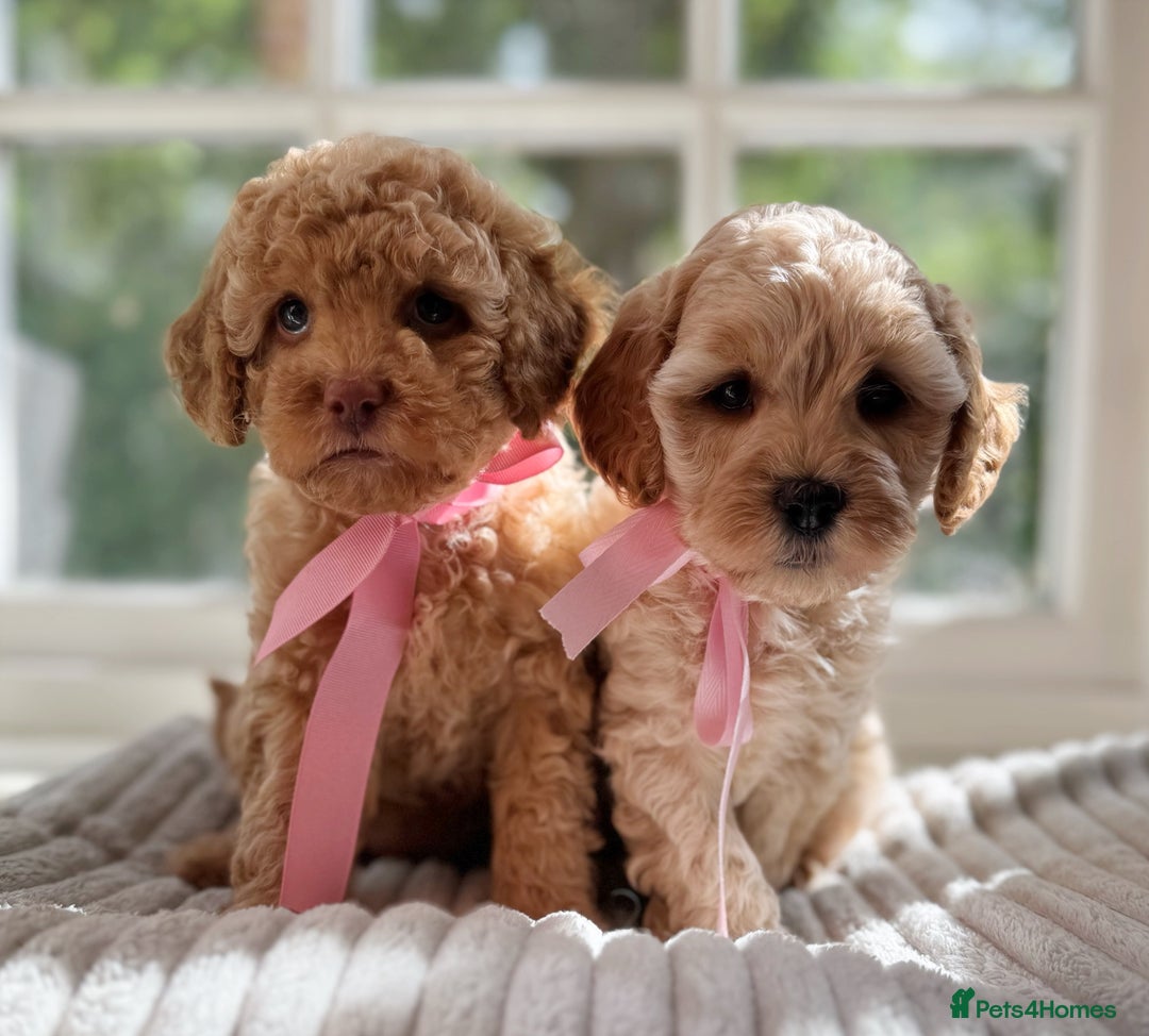 Cavapoo dogs for sale: F1b health tested cavapoo - Image 1