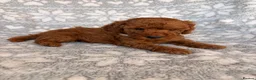 Toy Poodle dogs for sale: 🐾 KC register Red Toy Poodle Puppies 🐾  in Caerphilly - Advert 14