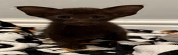 Oriental cats for sale: GCCF - Havana Oriental Baby Girl - Advert 1