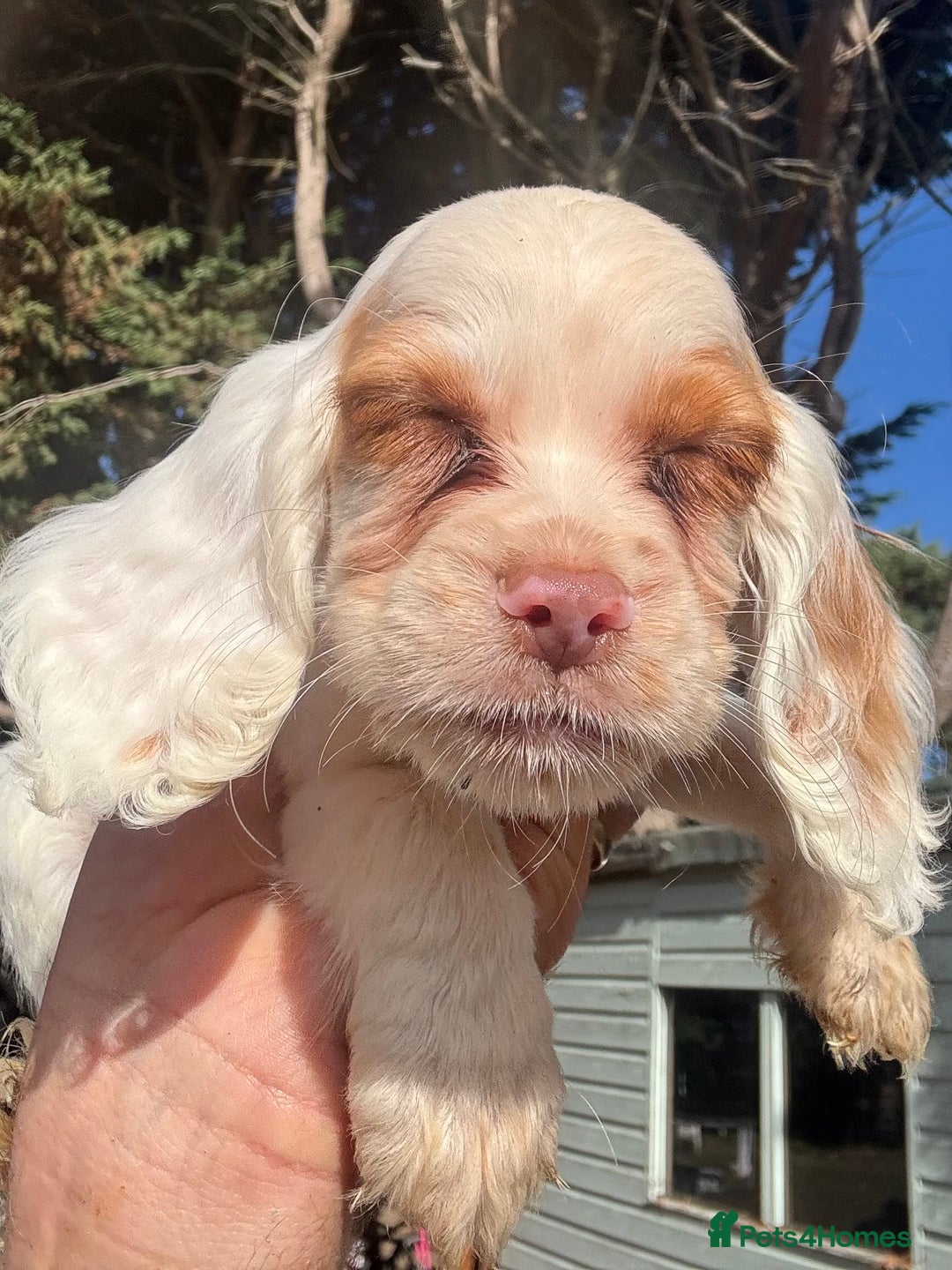 Cocker Spaniel dogs for sale: Cocker Spaniel Puppies (10 weeks - Ready to go) - Image 16