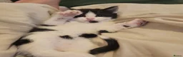 Mixed Breed cats for sale: 6 playful kittens - Advert 9