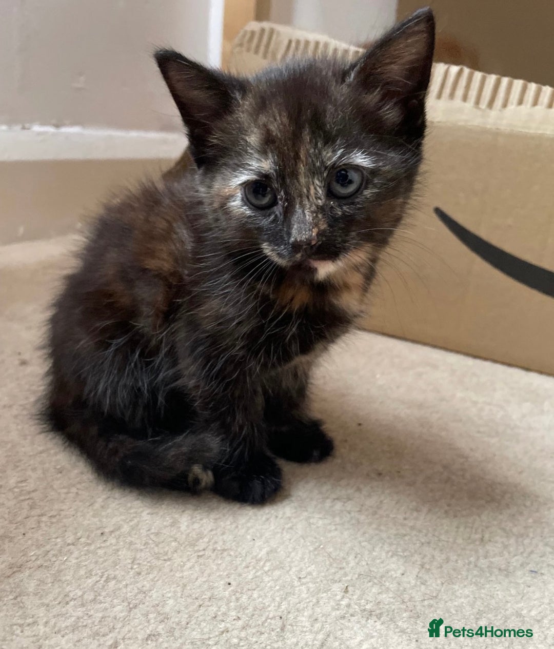 Mixed Breed cats for sale: 6 beautiful kitten for sale - Image 12