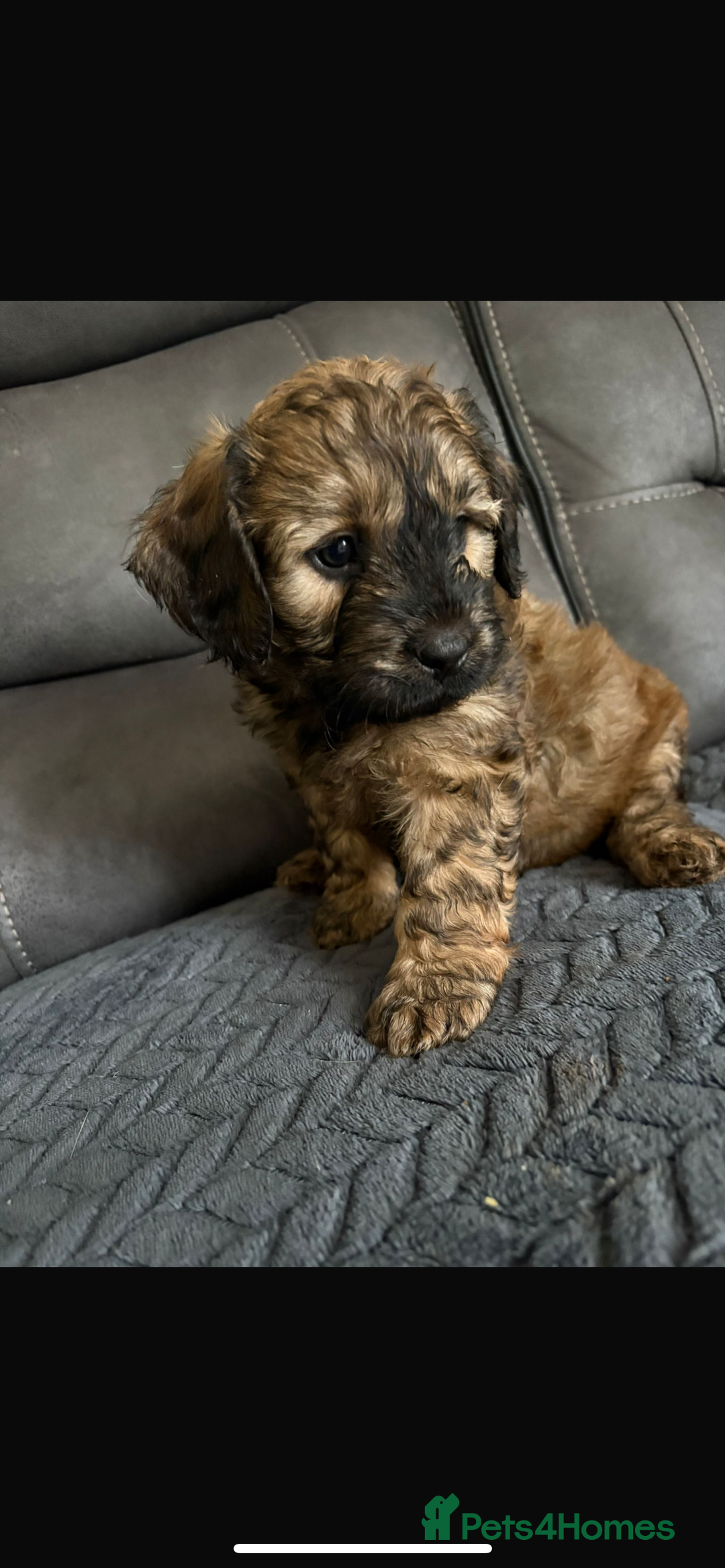 Mixed Breed dogs for sale: brownie  - Image 3