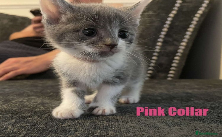 Mixed Breed cats - Advert 15