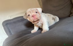 English Bulldog dogs for sale: 1mr muscle girl left reduced £2000 kc 9week old - Image 21