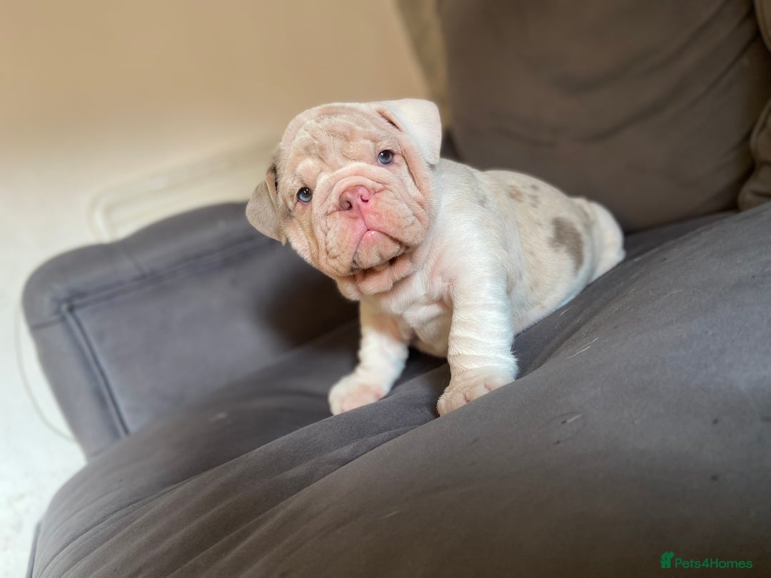 English Bulldog dogs for sale: 1mr muscle girl left reduced £2000 kc 9week old - Image 21