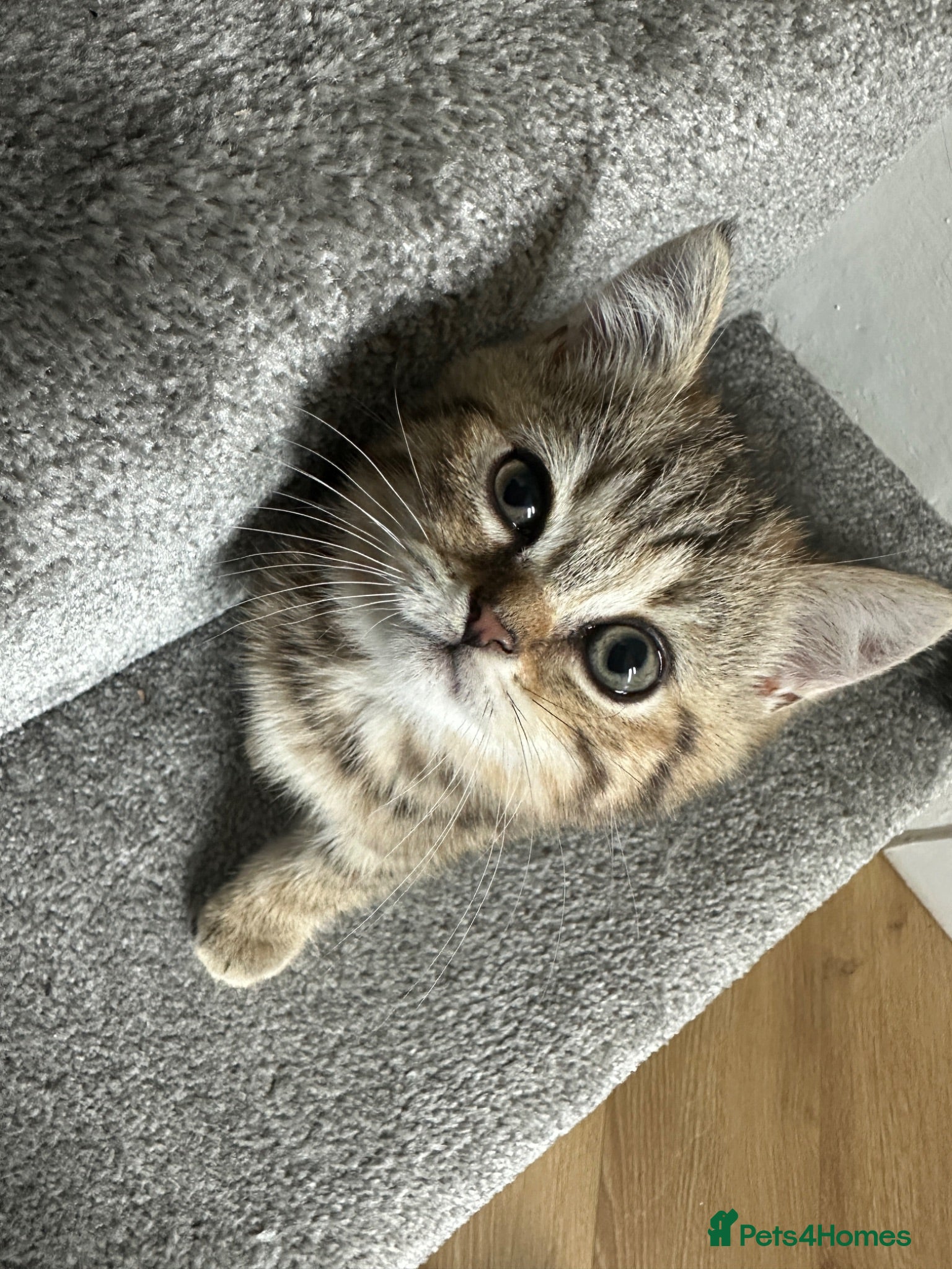 British Shorthair cats 😻Beautiful British Shorthair Kittens 🐈‍⬛ 🩷💙 - Advert 1