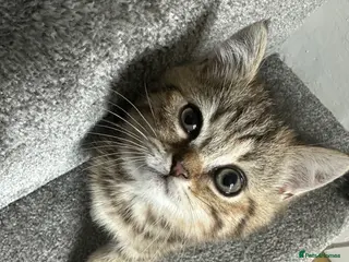 British Shorthair cats 😻Beautiful British Shorthair Kittens 🐈⬛ 🩷💙 - Advert 3