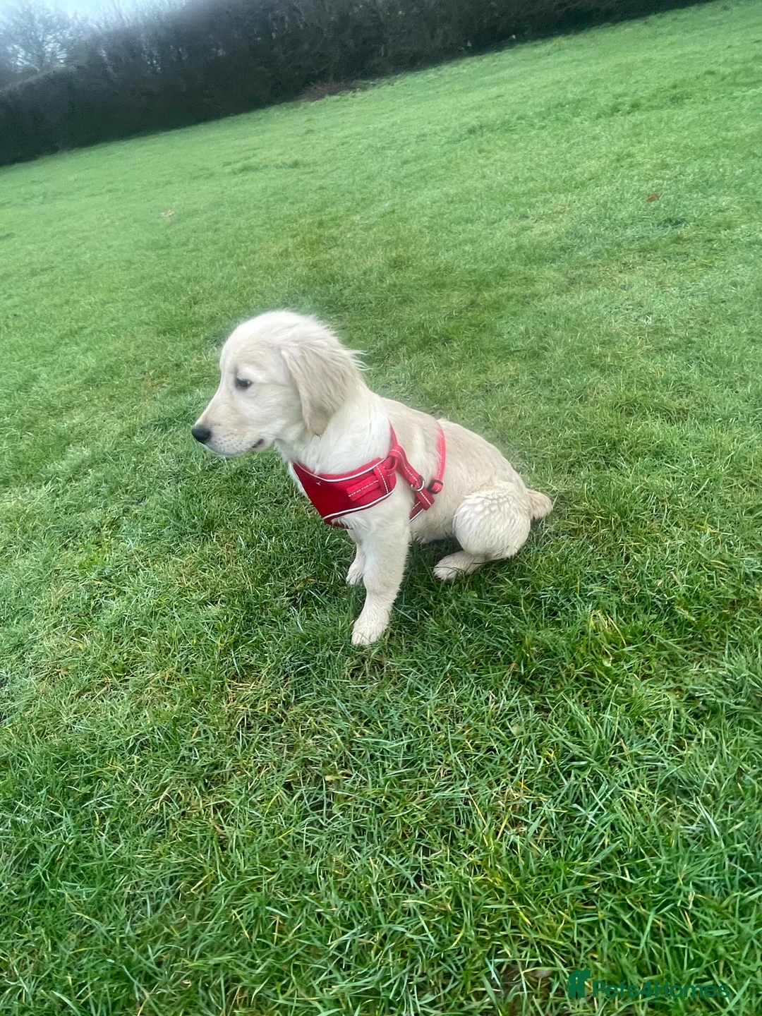 Golden Retriever dogs for sale: Stunning Golden Retriever - Prince (6 Months Old) - Advert 2
