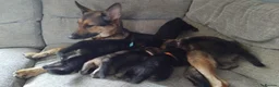 German Shepherd dogs for sale: Beautiful German shepherd puppies  - Advert 2