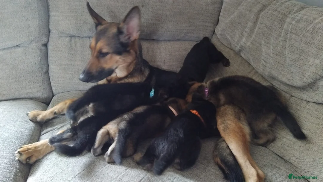 German Shepherd dogs for sale: Beautiful German shepherd puppies  - Advert 2