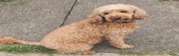 Cockapoo dogs for sale: 5 beautiful F1b puppies - Advert 14
