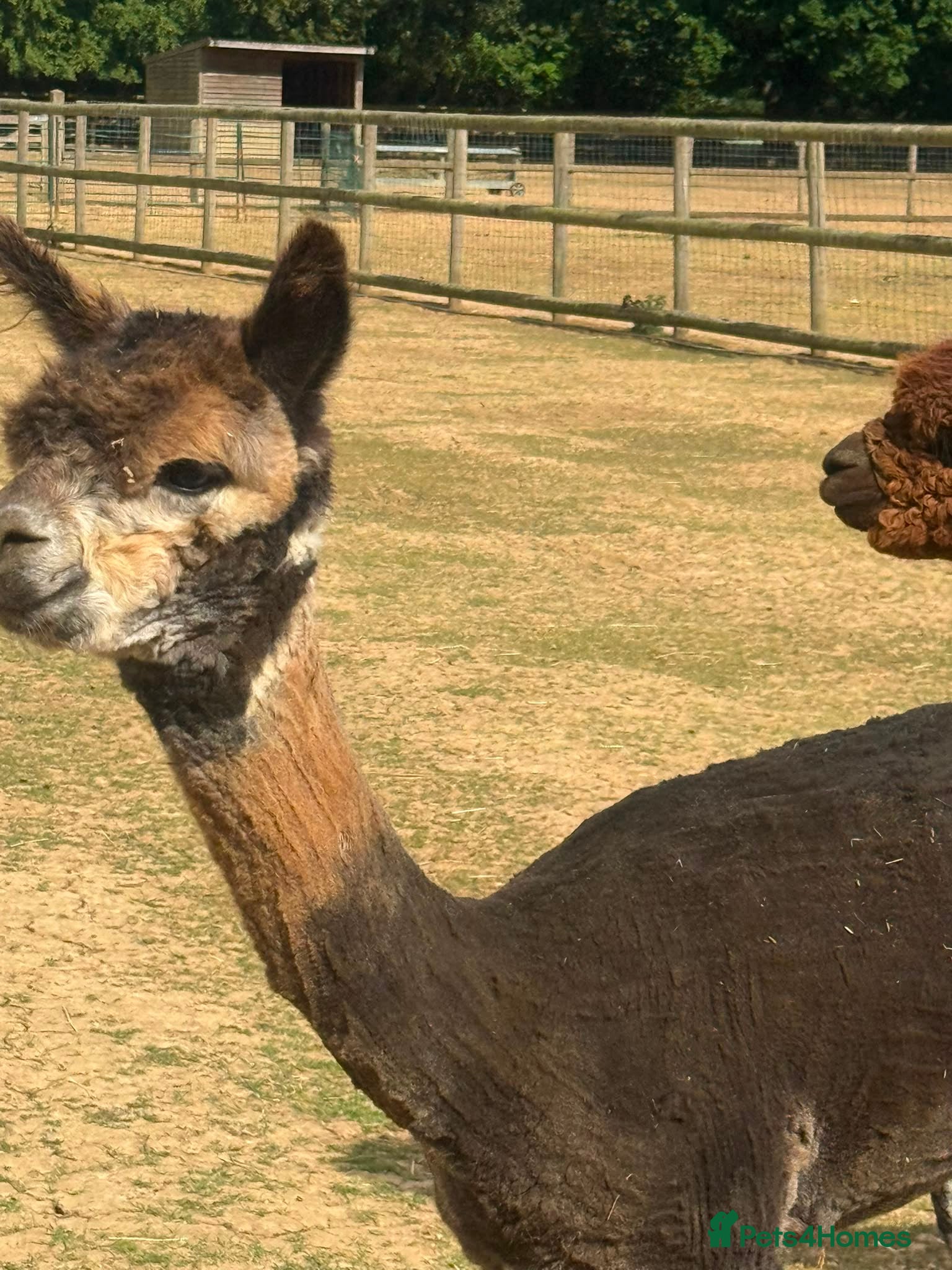 Alpaca livestock Registered Breeding Female Coloured Alpacas  - Advert 1