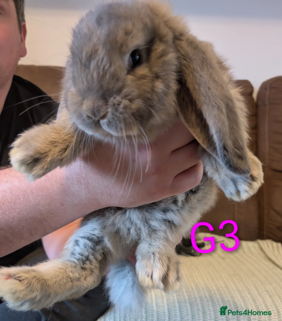 French Lop rabbits for sale: French lops  - Advert 2