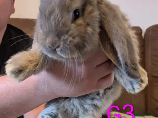 French Lop rabbits French lops - Advert 12