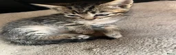 Mixed Breed cats for sale: Kittens ready Now 2 female 3 male - Advert 6