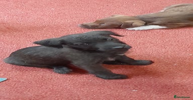 Patterdale Terrier dogs - Advert 8