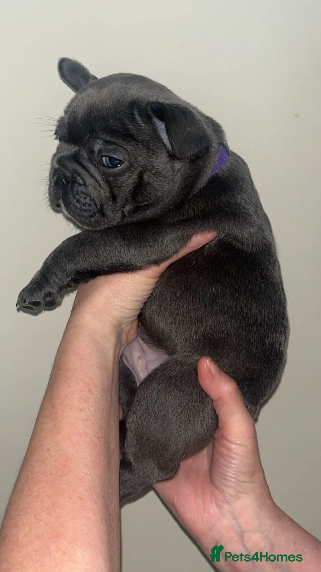 French Bulldog dogs for sale: 3 Beautiful Male French Bulldog Puppies Available  - Advert 17