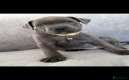 Staffordshire Bull Terrier dogs for sale: Blue Staffordshire bull terrier  - Image 13