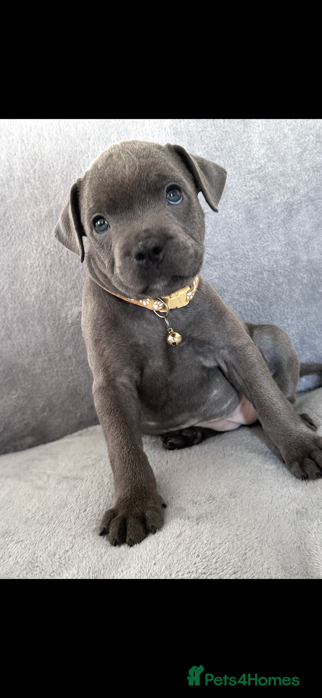 Staffordshire Bull Terrier dogs for sale: Blue Staffordshire bull terrier  - Image 13
