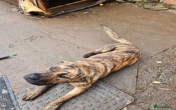 Mixed Breed dogs for sale: 9month old pup called Coco - Advert 9