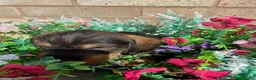 Dachshund dogs for sale: Standard Wire Haired Dachshunds  in Malvern - Advert 13