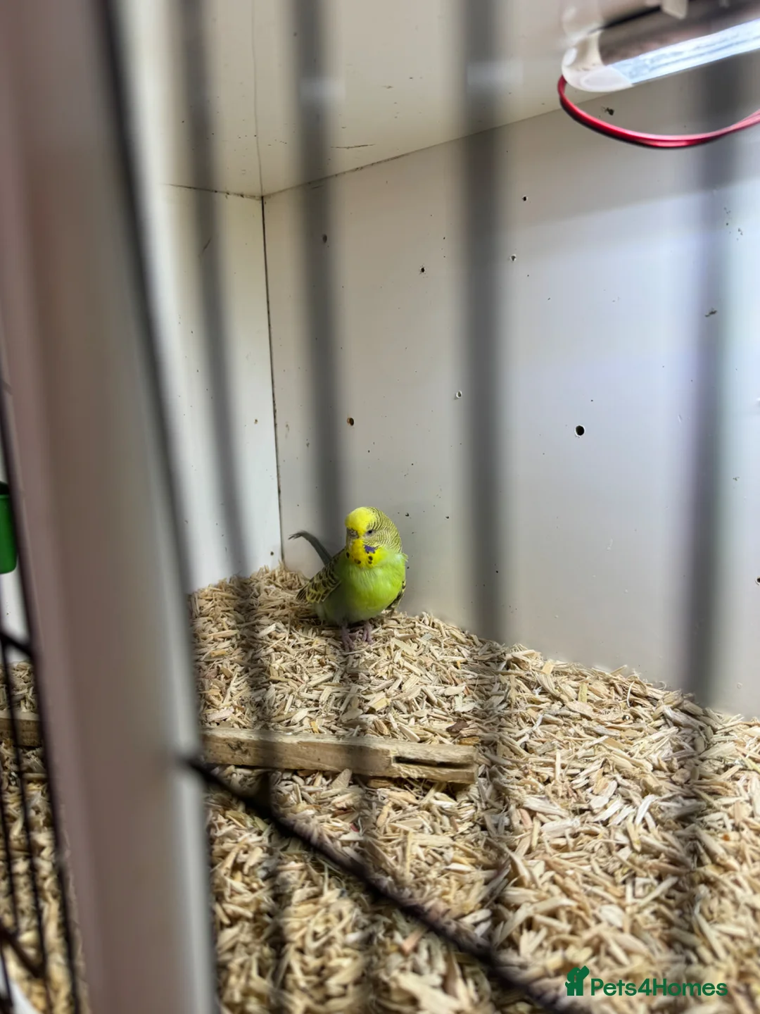 Budgerigars birds for sale: Young budgies for sale  - Advert 3