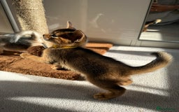 Abyssinian cats for sale: TICA reg Abyssinian sweet kittens rare colours  - Image 9