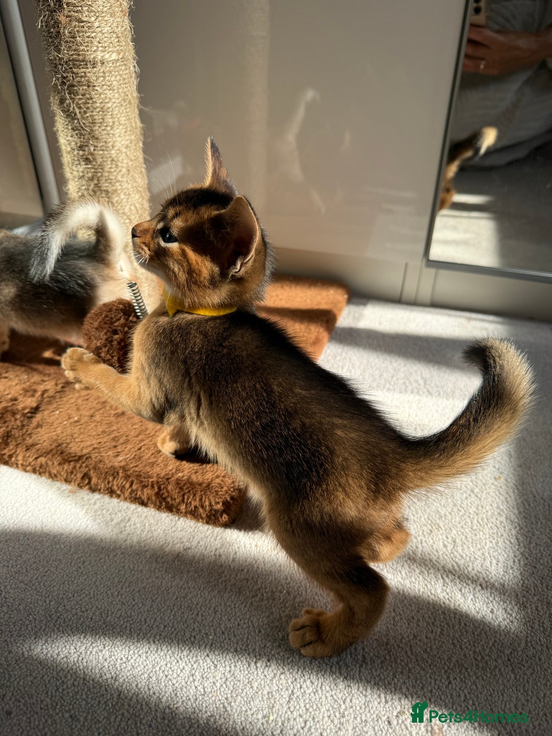 Abyssinian cats for sale: TICA reg Abyssinian sweet kittens rare colours  - Image 9