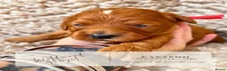 Cavapoo dogs for sale: 5 STAR LICENSED BREEDER BEAUTIFUL RED F1 CAVAPOOS - Advert 20