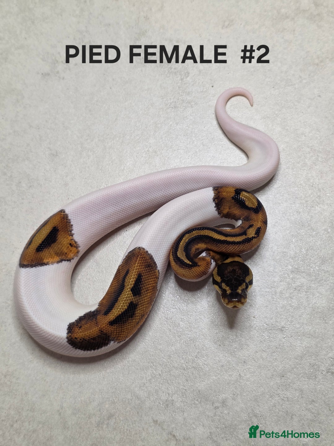 Python Snake reptiles for sale: Juvenile royal pythons ready to go  - Advert 9