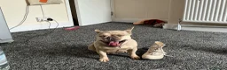 French Bulldog dogs for sale: French Bulldog Puppy - Advert 3