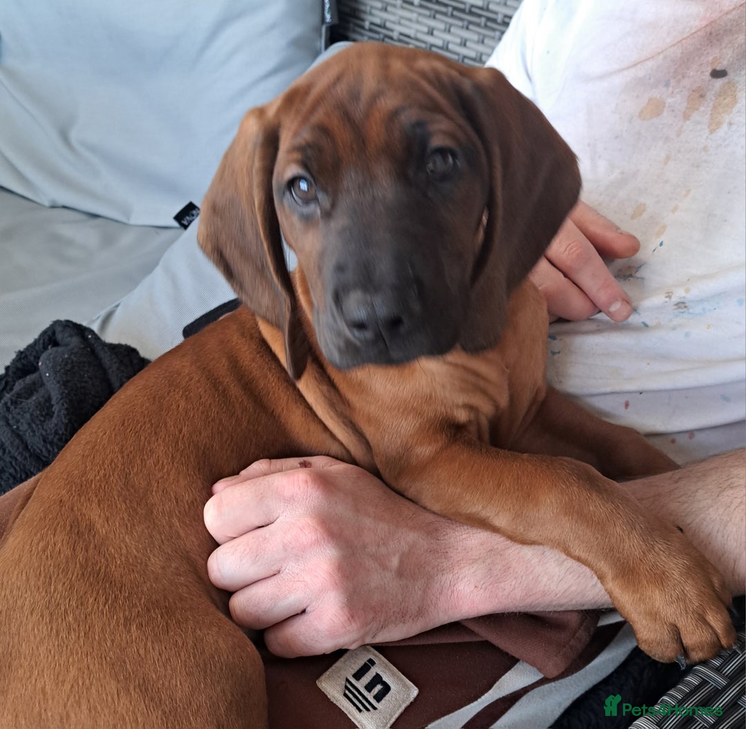 Bavarian Mountain Hound dogs for sale: Bavarian mountain hound pups for sale - Advert 2