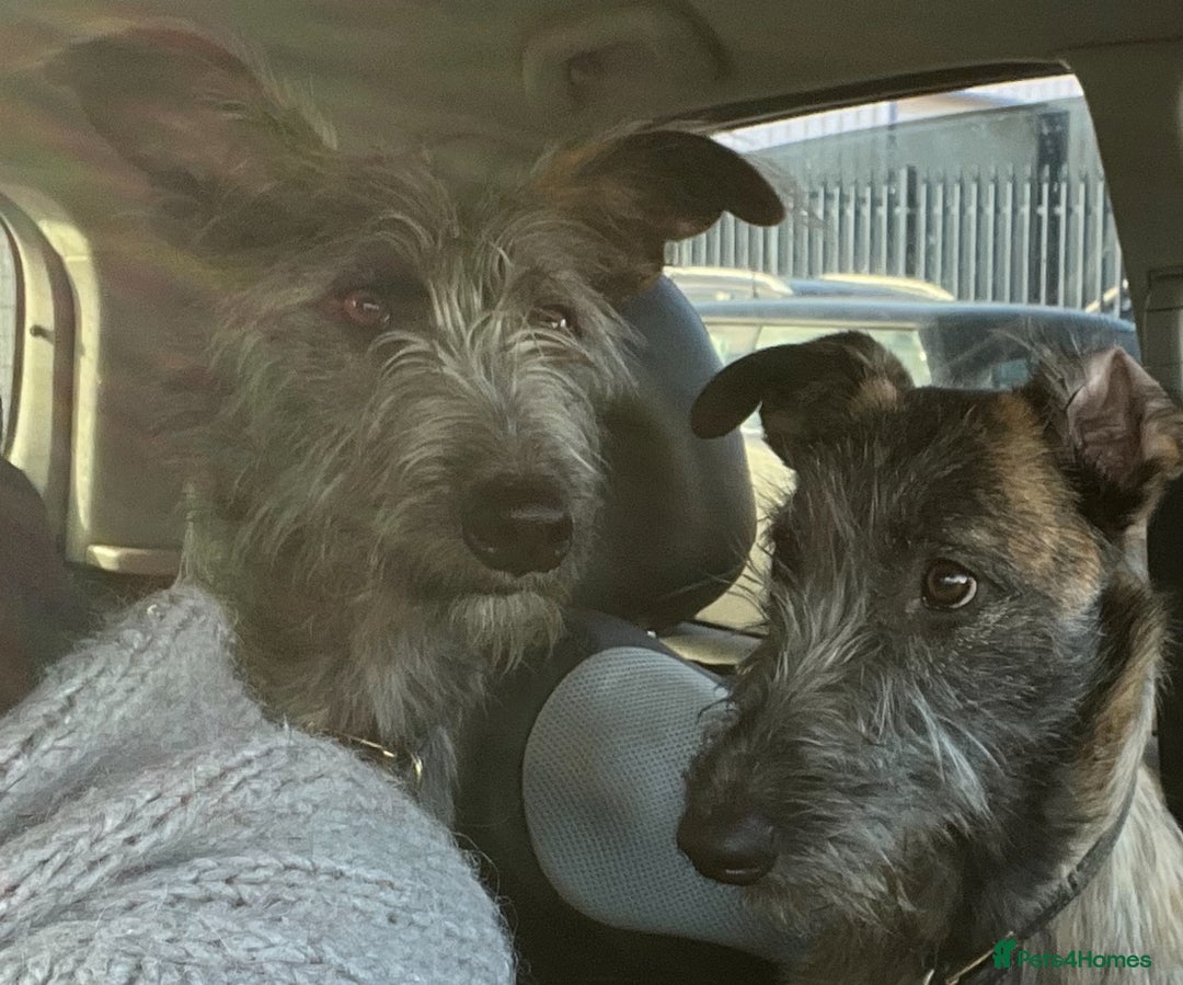 Mixed Breed dogs for sale: Lurcher Siblings - Image 15