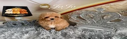 Maltipoo dogs for sale: Tiny teddy Maltipoo- from Asian teddy poodle dad - Advert 5