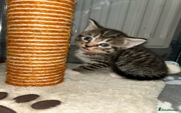 Domestic Shorthair cats for sale: Blue/Brown/Black Tabbies (DSH) - Image 4