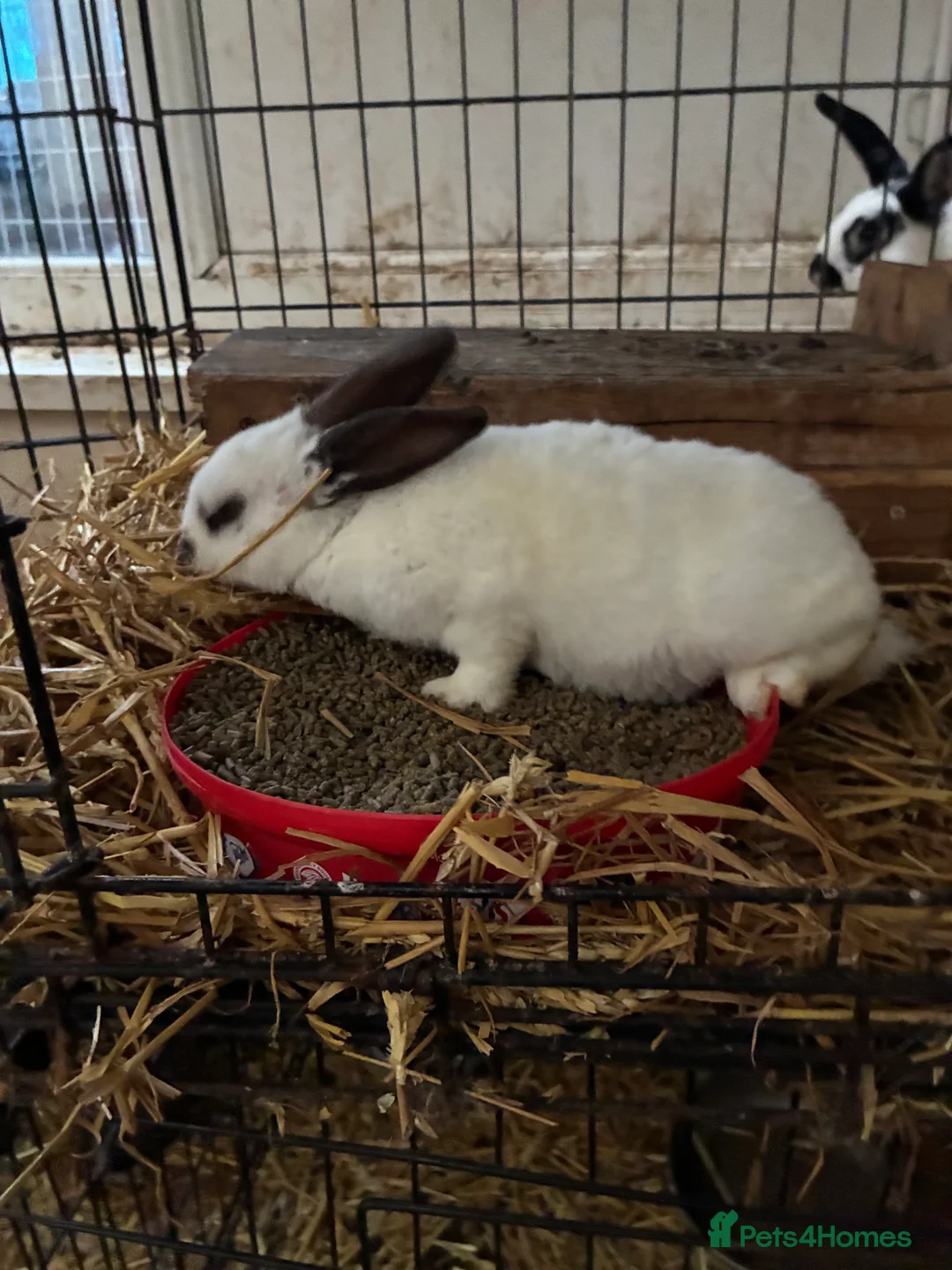 Mixed Breed rabbits for sale: Very friendly Rex, velvet & mixed bunnies  - Advert 8