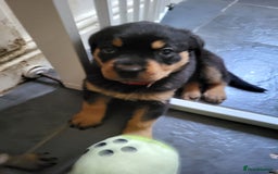 Rottweiler dogs for sale: Rottweiler puppy's 2 boys 5 girls - Image 9