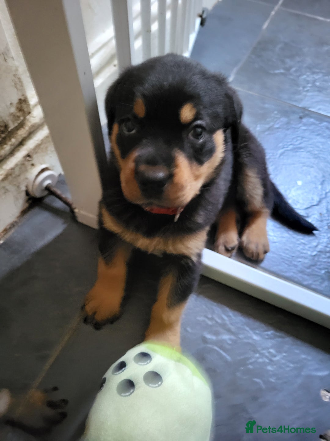 Rottweiler dogs for sale: Rottweiler puppy's 2 boys 5 girls - Image 9