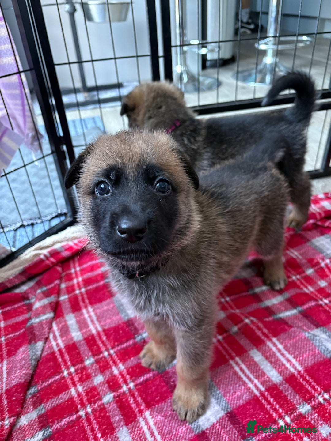 Mixed Breed dogs for sale: Belgian malinois x German Shepherd puppies  - Advert 22