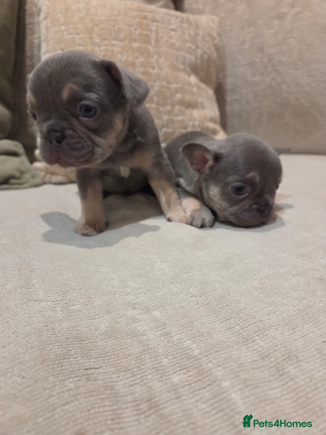 French Bulldog dogs for sale: Isabella & lilac & tan chunky frenchies - Advert 24