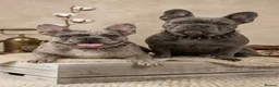 French Bulldog dogs for sale: French bulldog Puppies  - Advert 17
