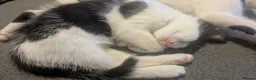 Mixed Breed cats for sale: 5 black and white kittens  - Advert 8