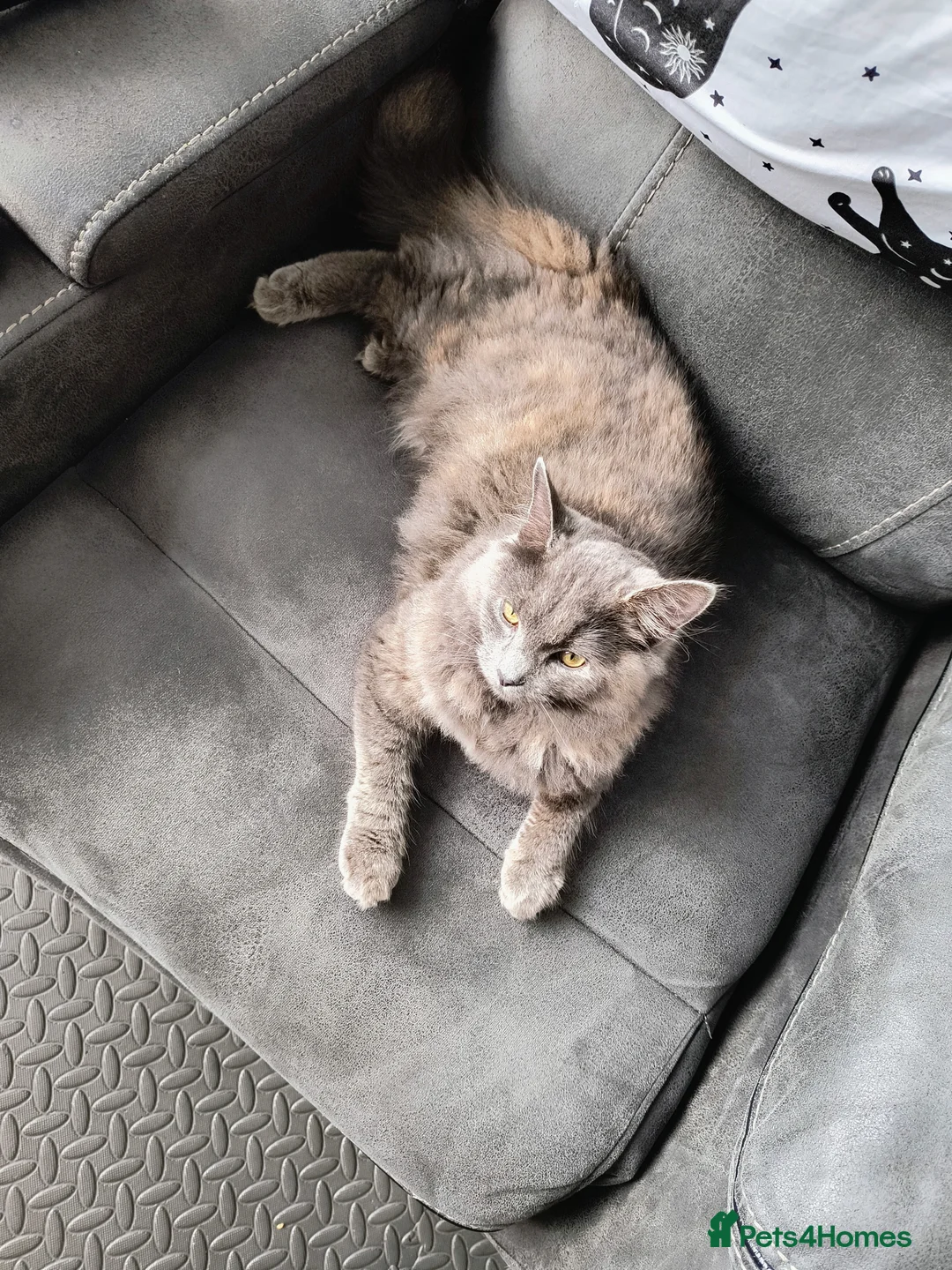 Nebelung cats for sale: Sweet cat looking for new home - Advert 2