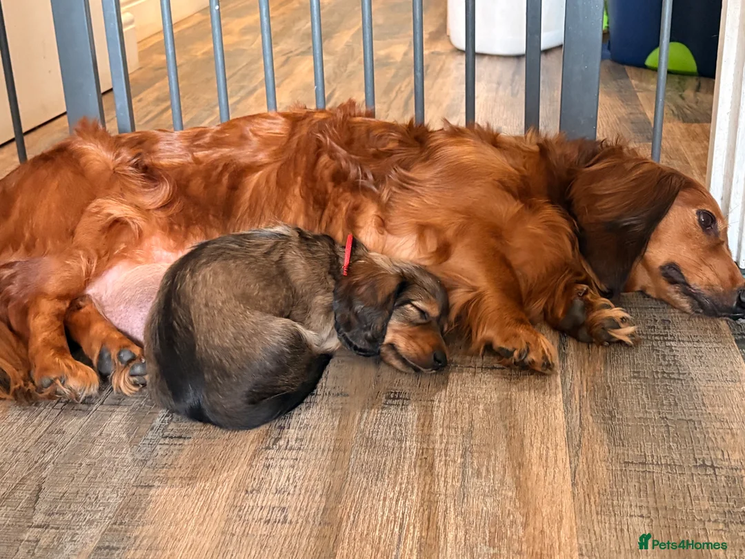 Dachshund dogs for sale: Male Standard longhair dachshund - Advert 24