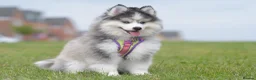 Pomsky dogs for stud: F3 Stud silver/white, 6.8kg, ready soon - Advert 8
